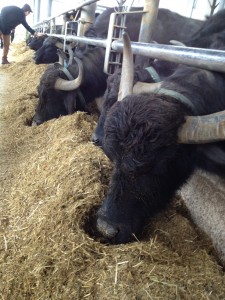 The buffalos of the mozzarella farm we visited.