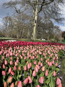 We visited the Keukenhof Gardens for the very first weekend of the Tulip Festival!