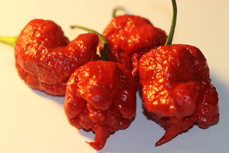 Showing four small red peppers with wrinkly skin and pointed tails